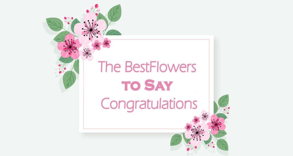 Congratulations Flowers to congratulate for achievement