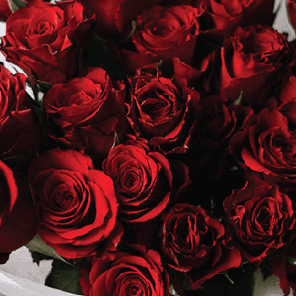 25 luxury red roses