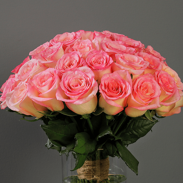 light pink rose images
