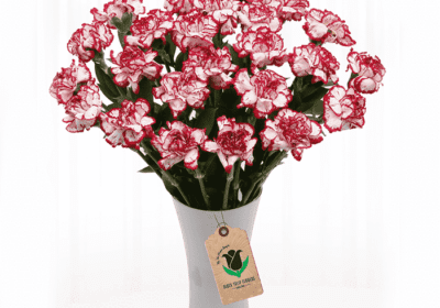 Bunches of Sexy Red carnation flower delivery