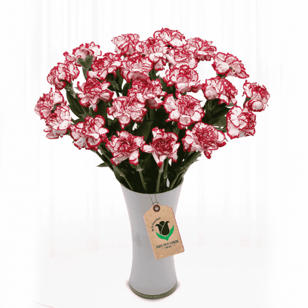 Bunches of Sexy Red Carnation Bunches of Sexy Red carnation flower delivery