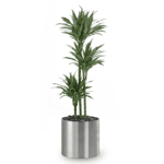 Dracaena Warneckii