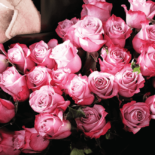 Luxury bunch of dark purple roses delivery qatar