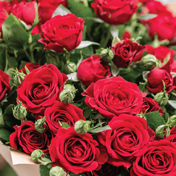 Mix Roses and Spray Roses