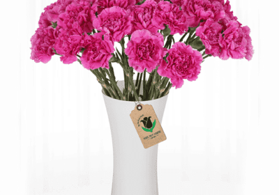 Pink Carnation Flower