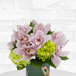 Pink Cymbidium in vase