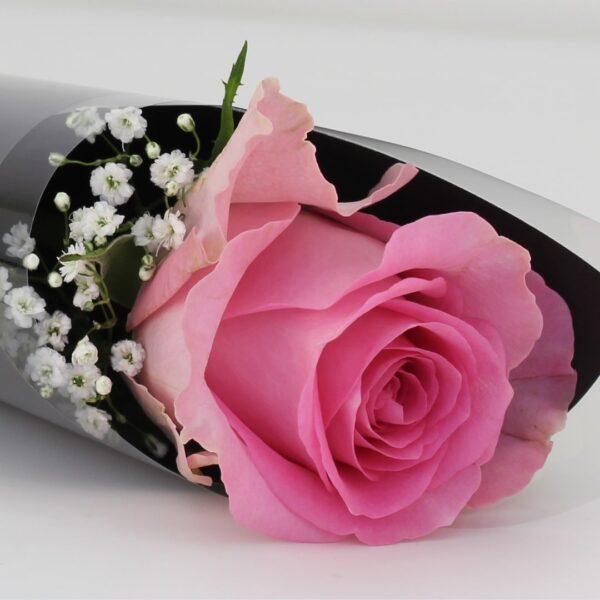 Single Pink Rose with godiva