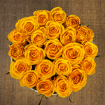 Yellow Rose in White Box-2