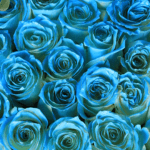 Blue (Da Ba Dee) 002