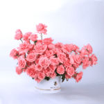 pink rose bush 001