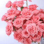 pink rose bush 002