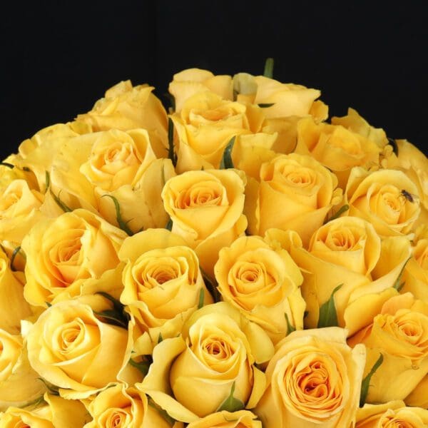 Yellow flower in a Black Box