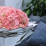 Graceful Hydrangea