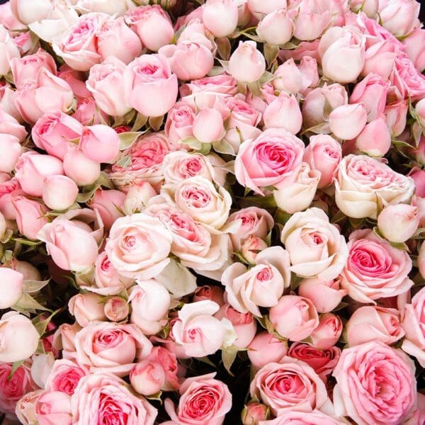 Charming Beauty (3) Pink Spray Roses