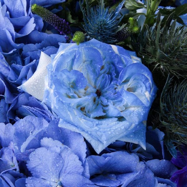 Majestic Blue (2)