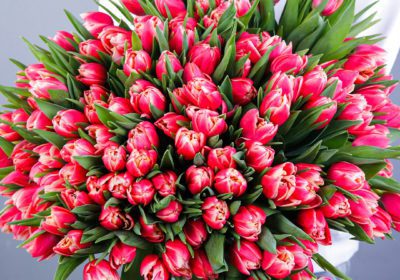 Rare Beauty Pink Tulip Bouquet in Qatar