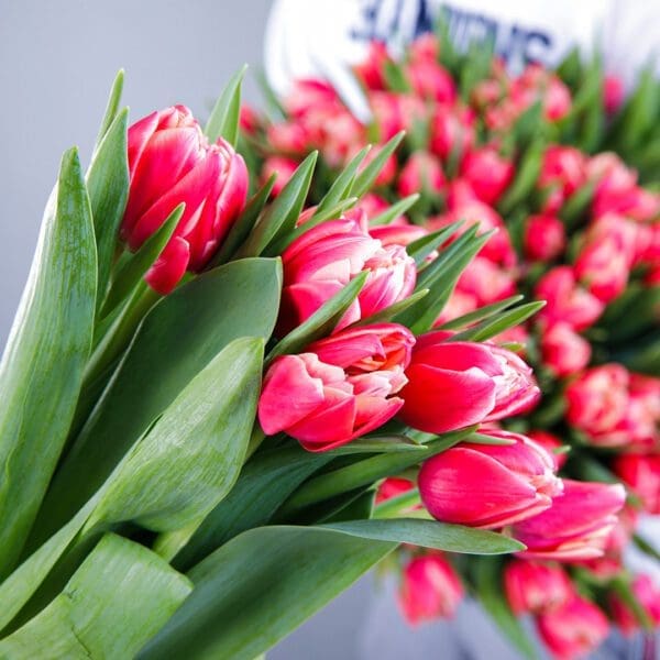 Pink Tulip Bouquet Pink Tulip Bouquet in Qatar