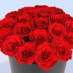 mutual-love-2026_02