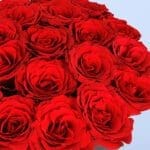 mutual-love-2026_03