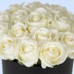 reverence-white-2026_02