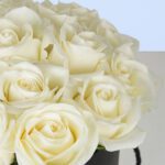 reverence-white-2026_03