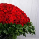 500 Red Roses for Valentine’s-4
