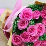 Pink roses