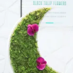 Crescent-Masterpiece-2