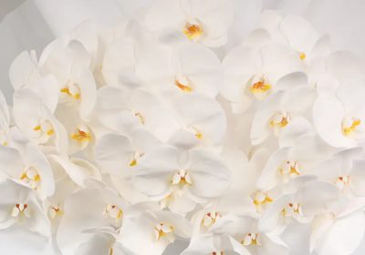 White Phalaenopsis Bouquet