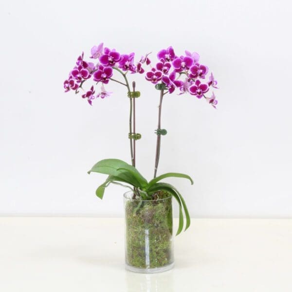 Created with GIMP Mini Orchid flowering plant