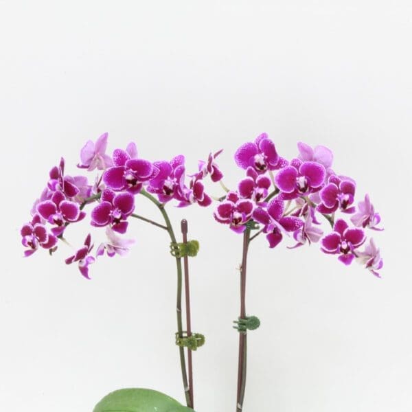 Created with GIMP Mini Orchid flowering plant