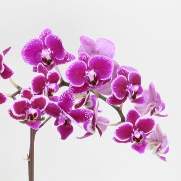 Created with GIMP Mini Orchid flowering plant