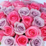 pretty-pink-and-purple-rose-box_2026_02