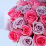 pretty-pink-and-purple-rose-box_2026_04