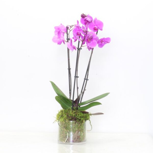 Purple Phalaenopsis Orchid Plant for indoor