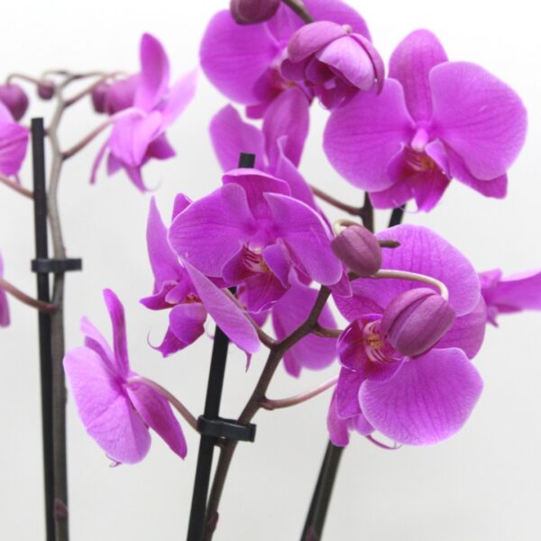 Purple Phalaenopsis Orchid Plant