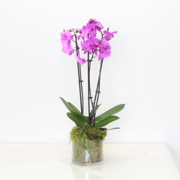 Purple Phalaenopsis Orchid Plant