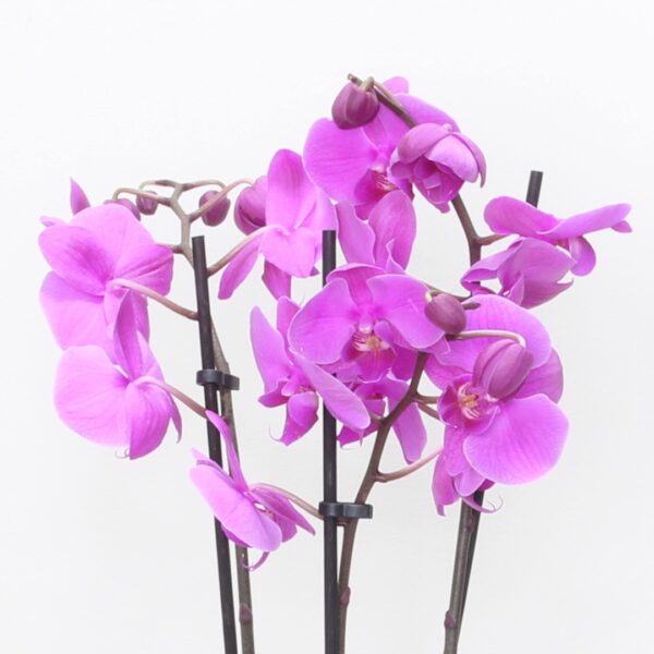 indoor orchid plants