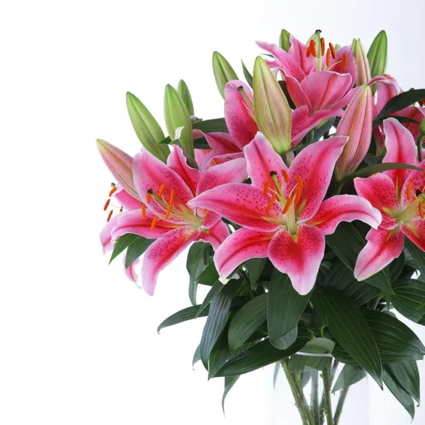Blooming Pink Lilies in vase