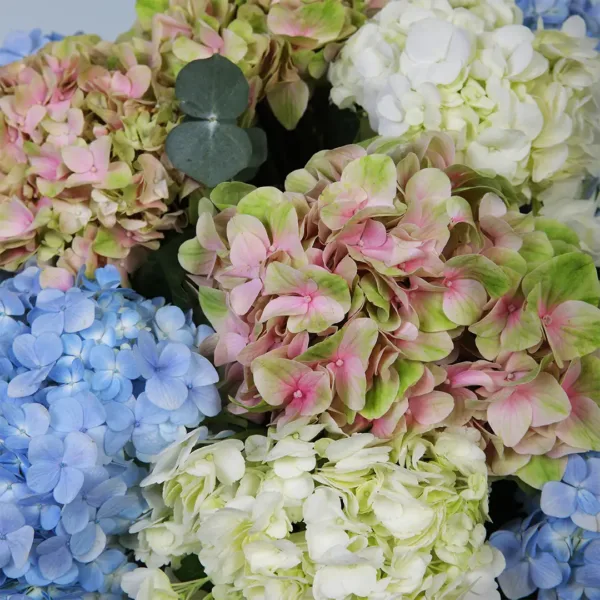 Blossoming Love Hydrangeas Box