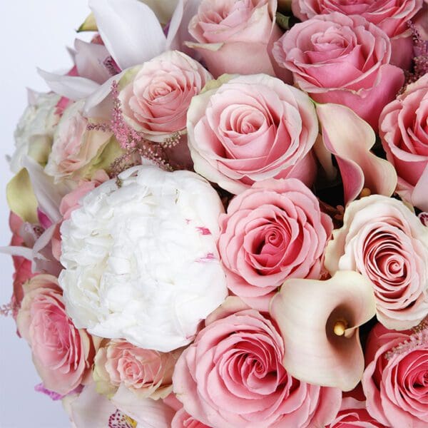 modish-pink-combination-2026_03