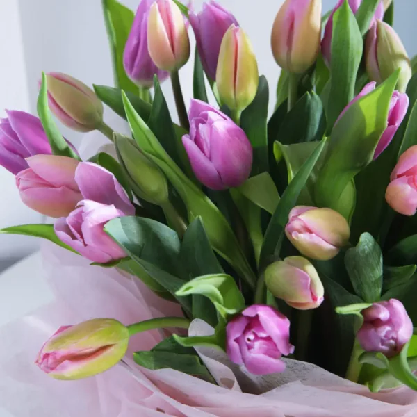 Purple tulips in black box