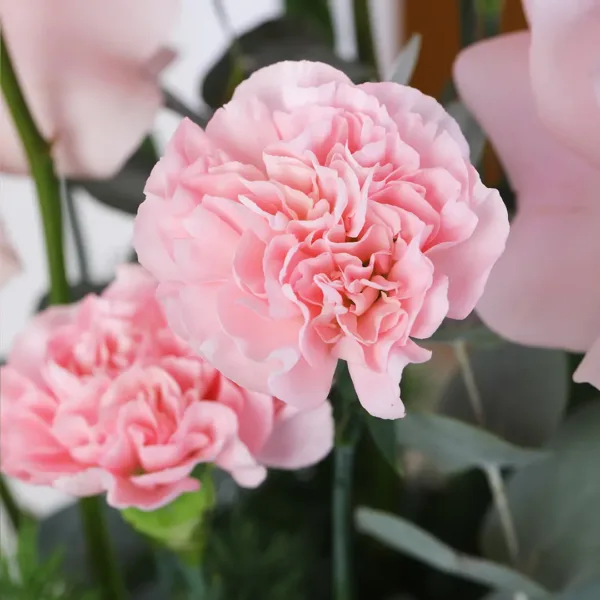 Romantic pink carnation
