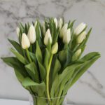 15 white tulips clear vase 002