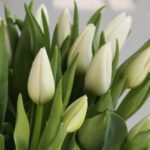 15 white tulips clear vase 005