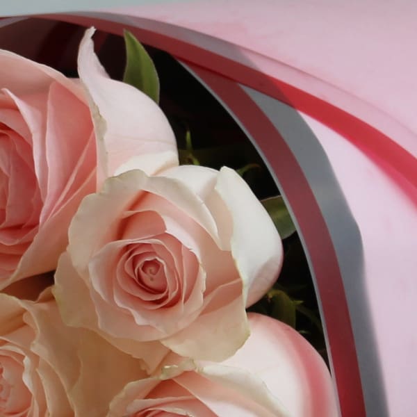 one dozen pink roses modern wrap 004 pink roses for womens day