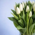 white-tulips-vase-2026_02