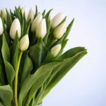 white-tulips-vase-2026_03