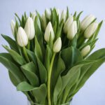 white-tulips-vase-2026_04
