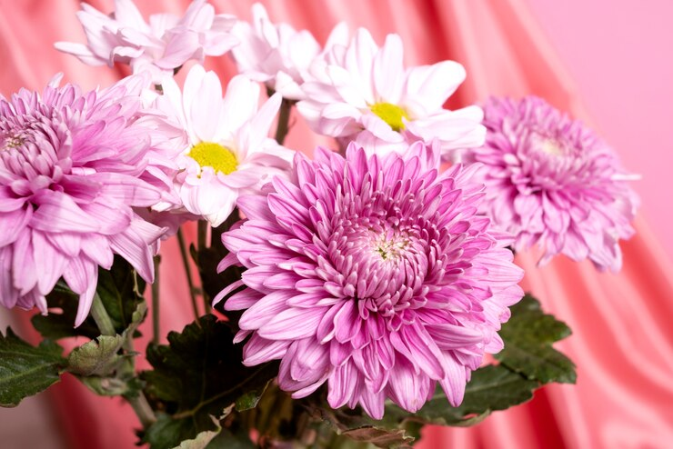 Dahlia flowers for graduation day